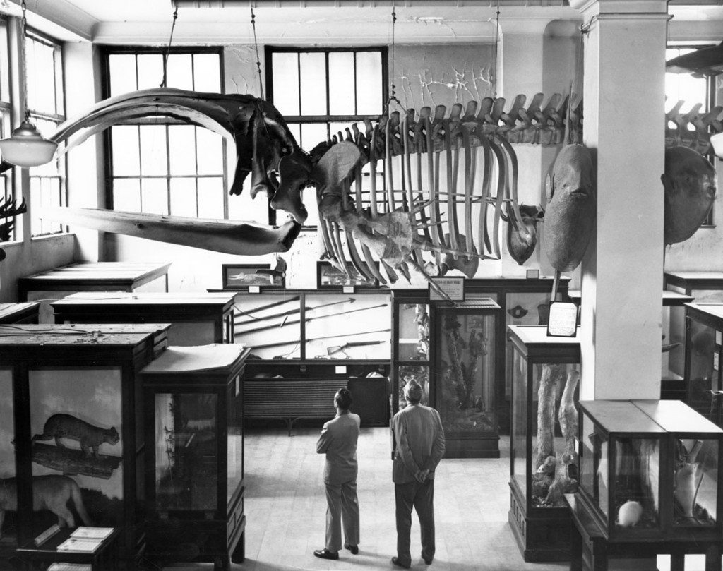 Skeletal Exhibits, Museum of Natural History, 1950s-1960s. - LuxuryMovers Real Estate Raleigh NC